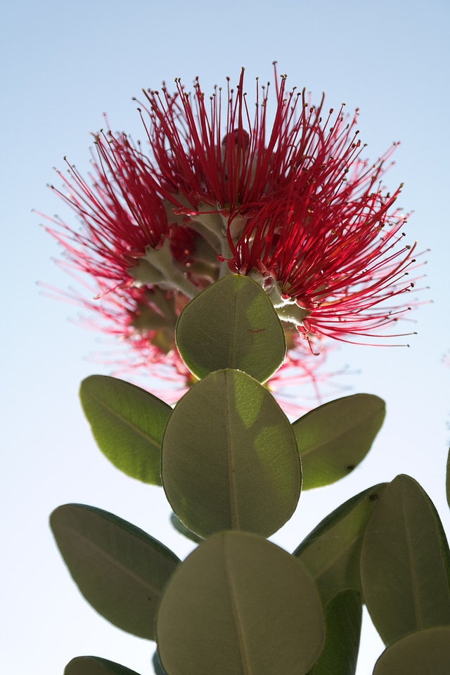 Flowers ironwood tree christmas