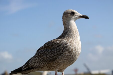 Nature seagull ornithology photo