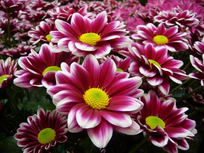 Summer floral color photo