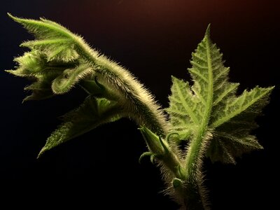 Botany plant green