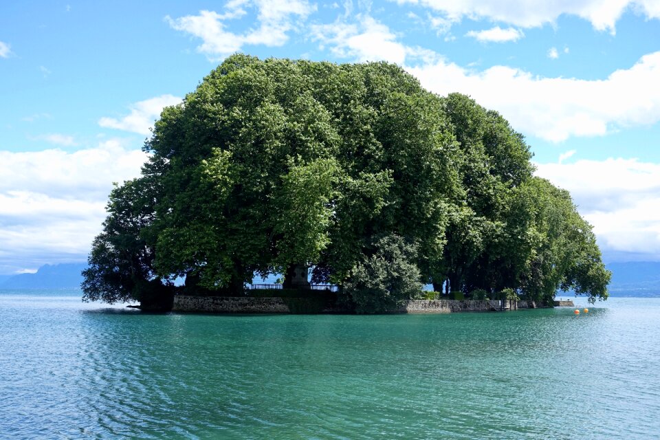 Nature summer outdoors