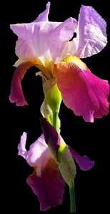 No person petal iris