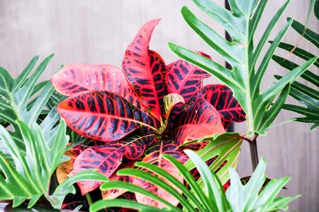 Nature garden color