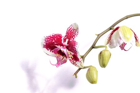 Branch color orchid photo
