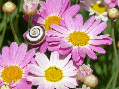 Plant nature summer