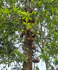 Fruit trunk yellapur