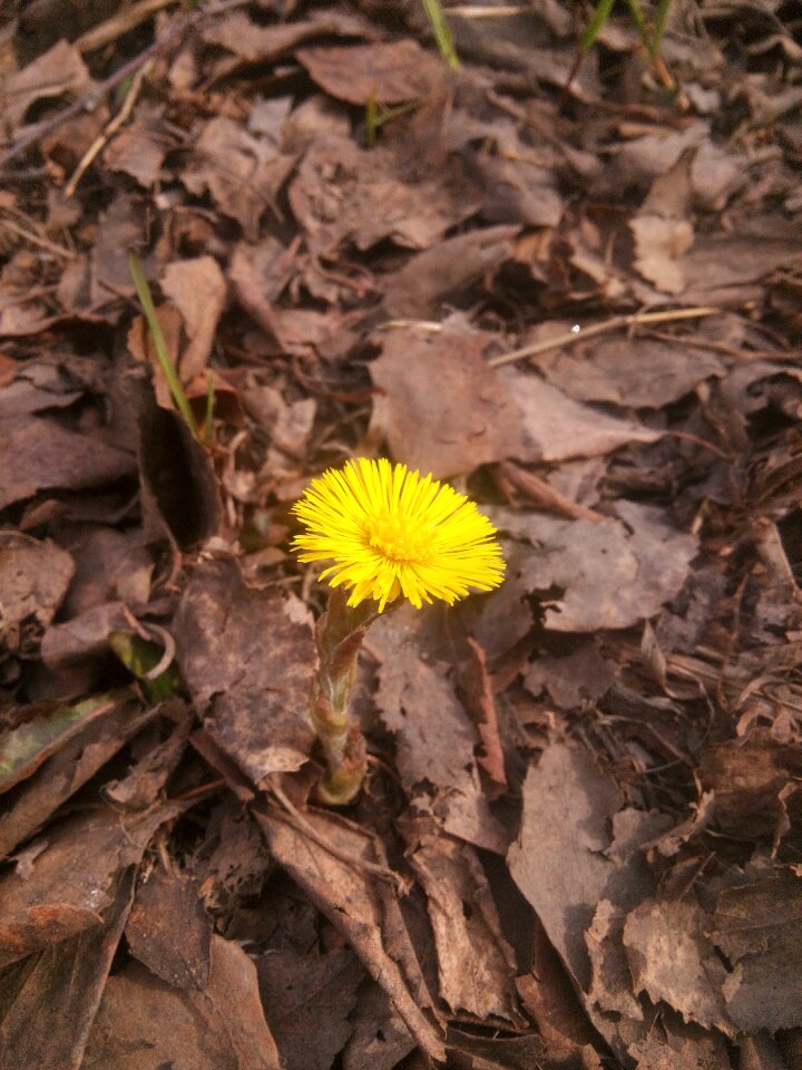 Flower spring the first flowers