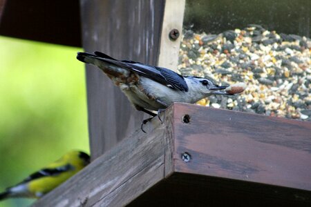 Animal outdoors white breasted nuthatch bird photo