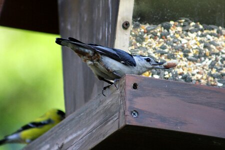 Animal outdoors white breasted nuthatch bird