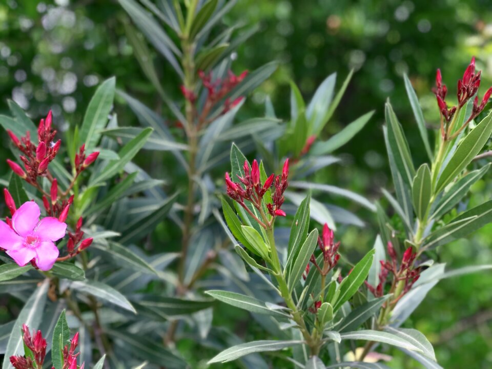 Tree leaves blooming