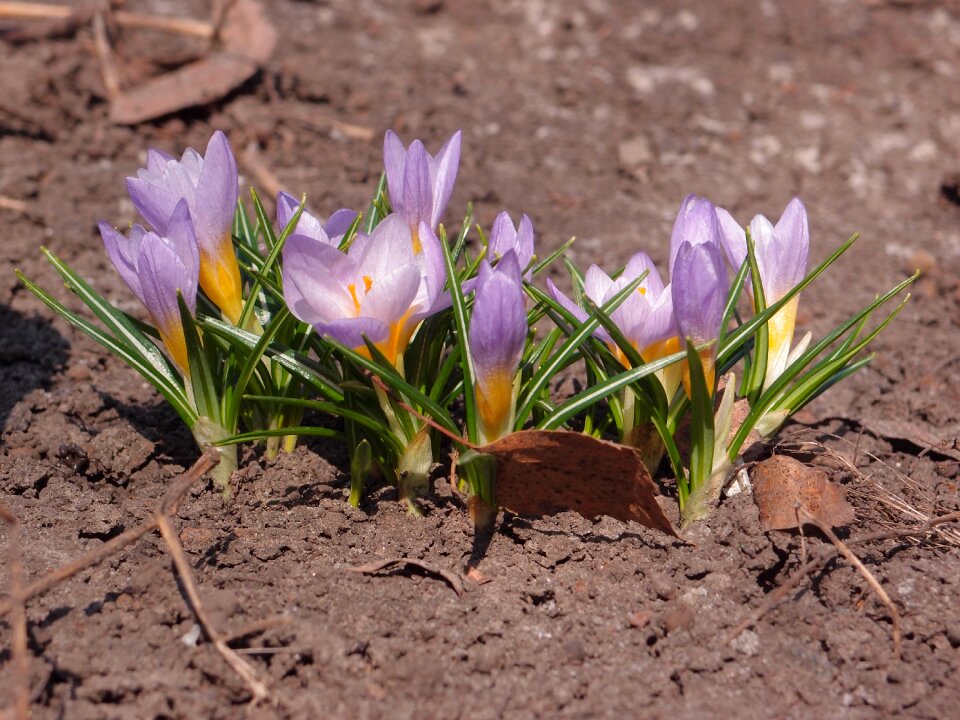 Soil spring crocus