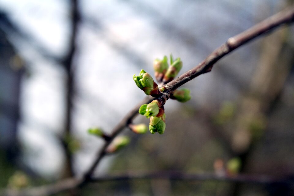 Plant flower cherry