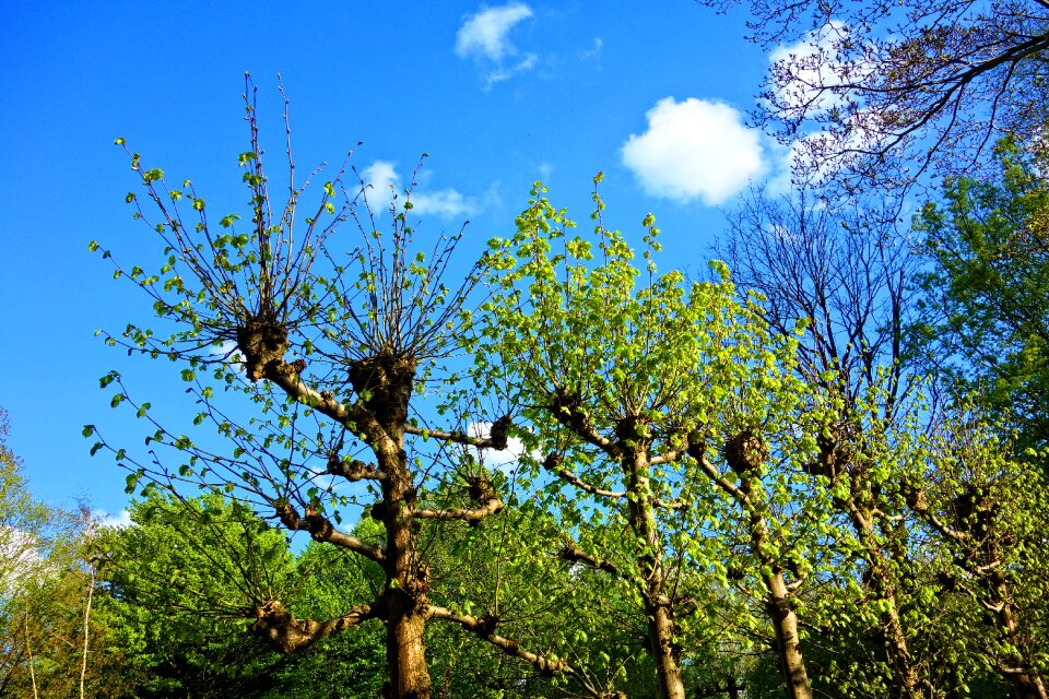 Salix budding leaves new leaves
