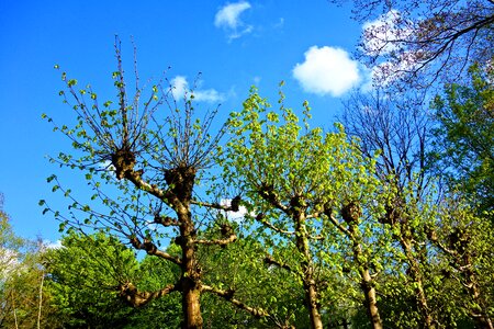 Salix budding leaves new leaves photo