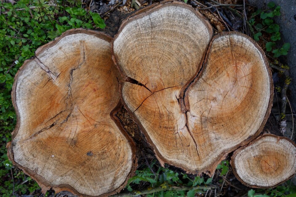 Defeated rings wood