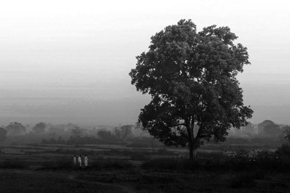 Wood outdoors fog
