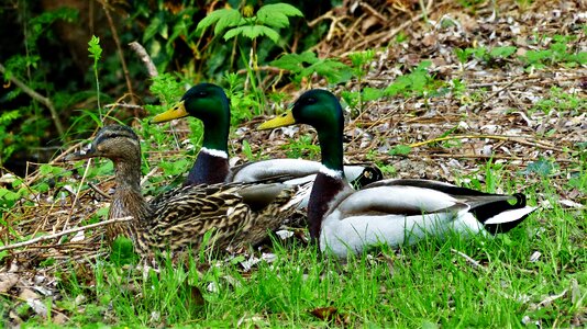 Pen fauna beak photo