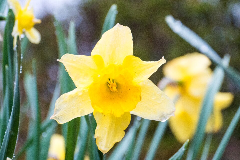 Flower flora narcissus