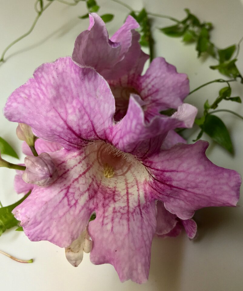Garden flower pink flower