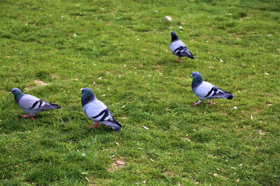 Grass nature pigeon