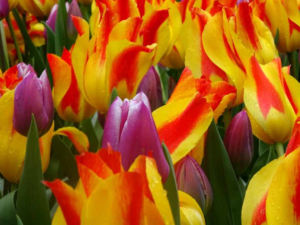 Nature garden bright