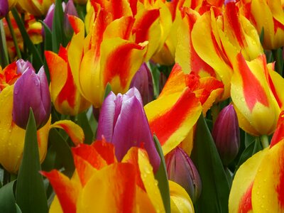 Nature garden bright
