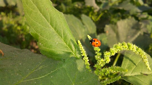 Outdoors flower ladybug tree