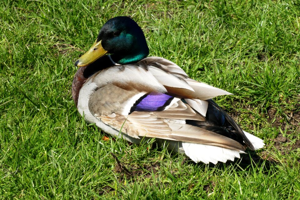 Nature birds wildlife