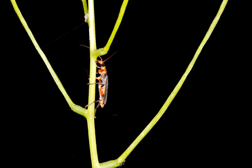Plant animal world small