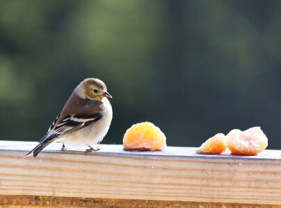 Bird orange clementine photo