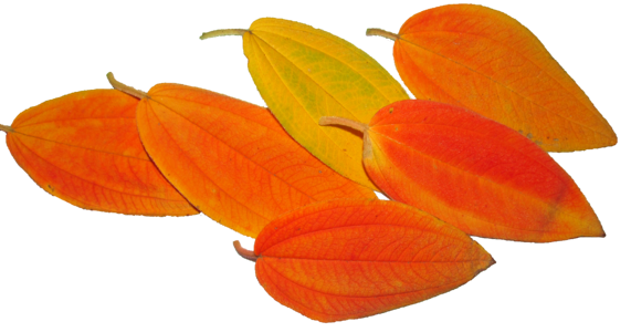 Tree season colorful