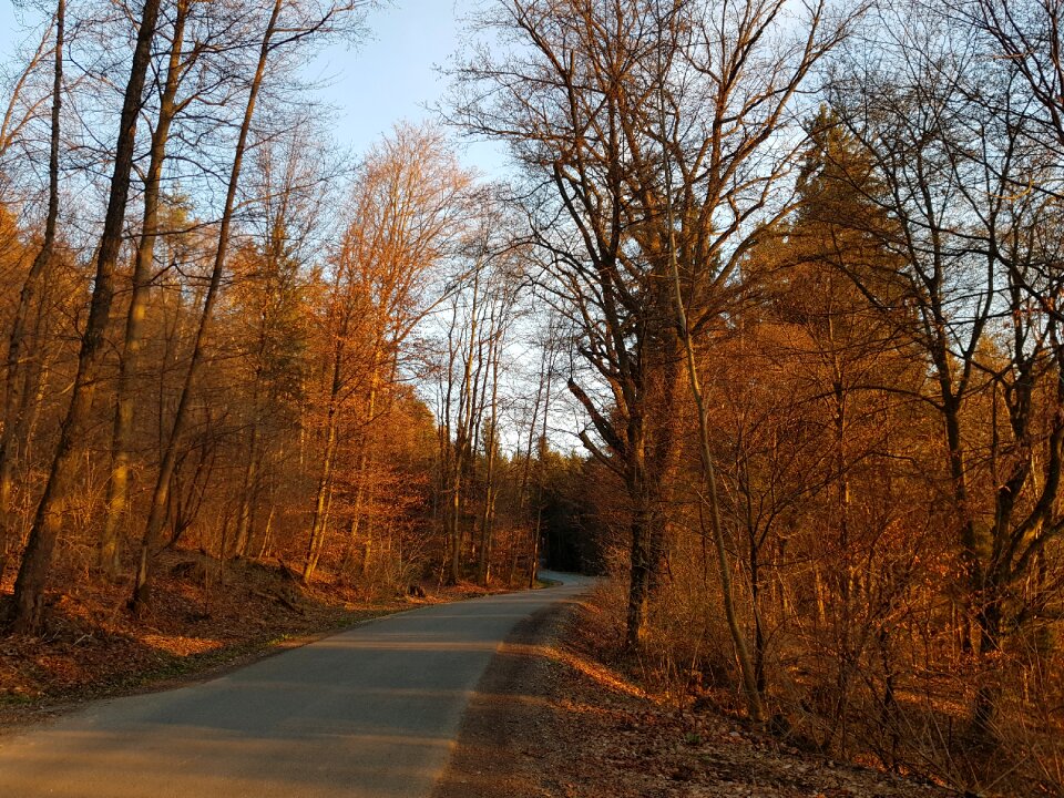 Wood landscape road