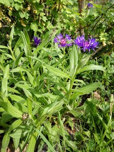 Summer plant flower