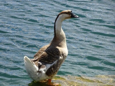Nature wildlife animal
