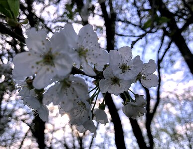 Flower nature growth