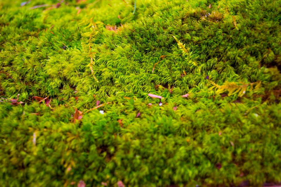 Leaf garden moss