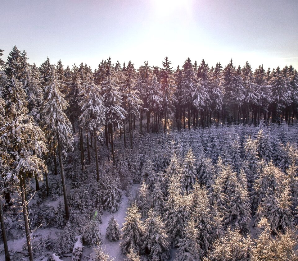 Season frost nature photo