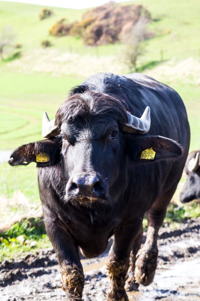Mammal field livestock