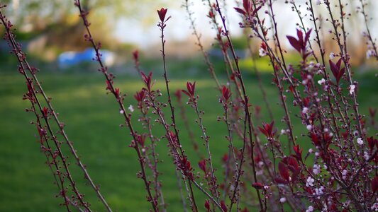 Flower growth outdoors