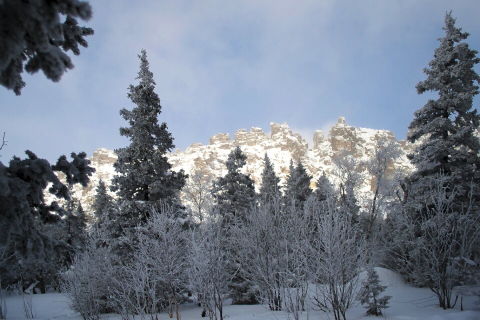 Coldly tree frozen photo