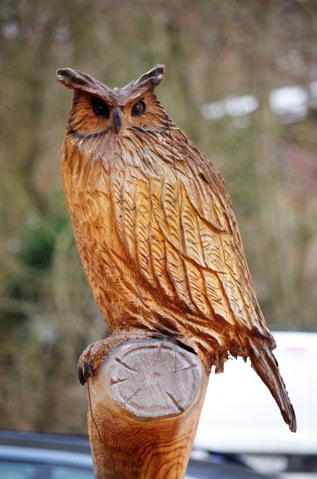 Owl wood Free photos