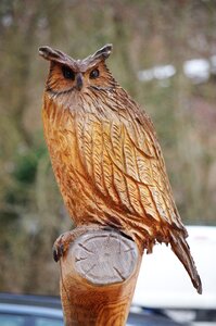 Owl wood Free photos