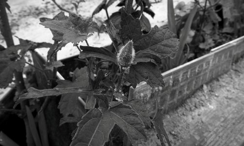 Garden people monochrome