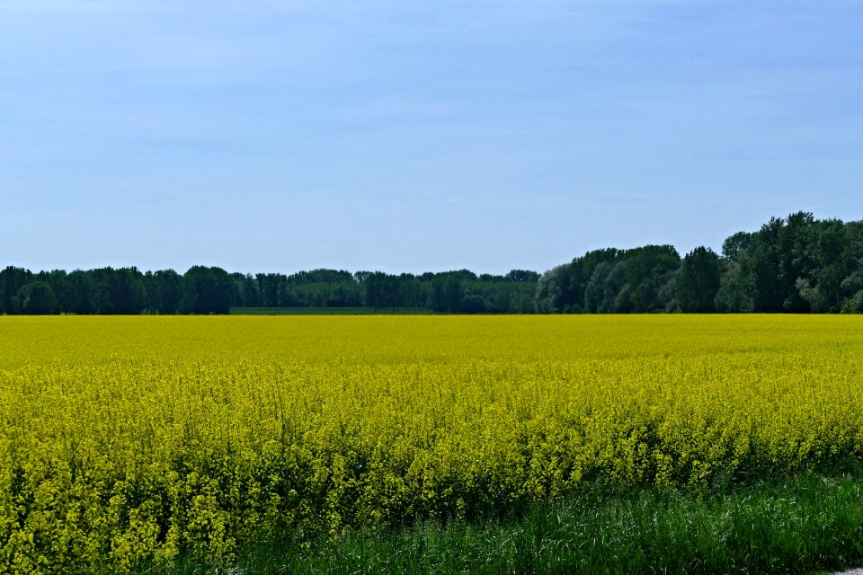 Colza rape agriculture