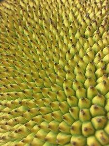 Flora jackfruit fruit