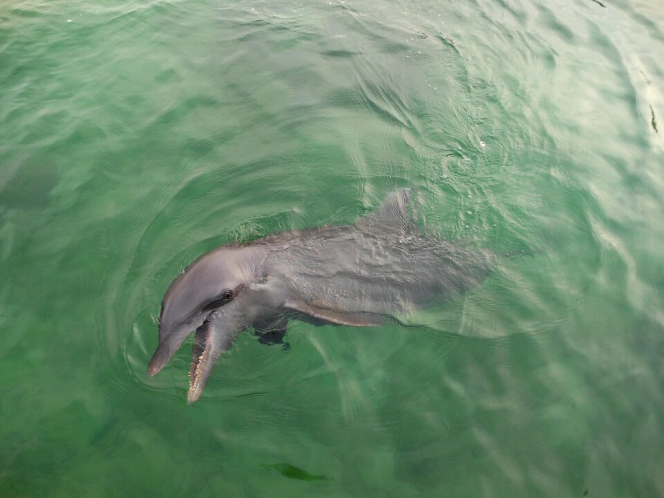 Ocean wild life water