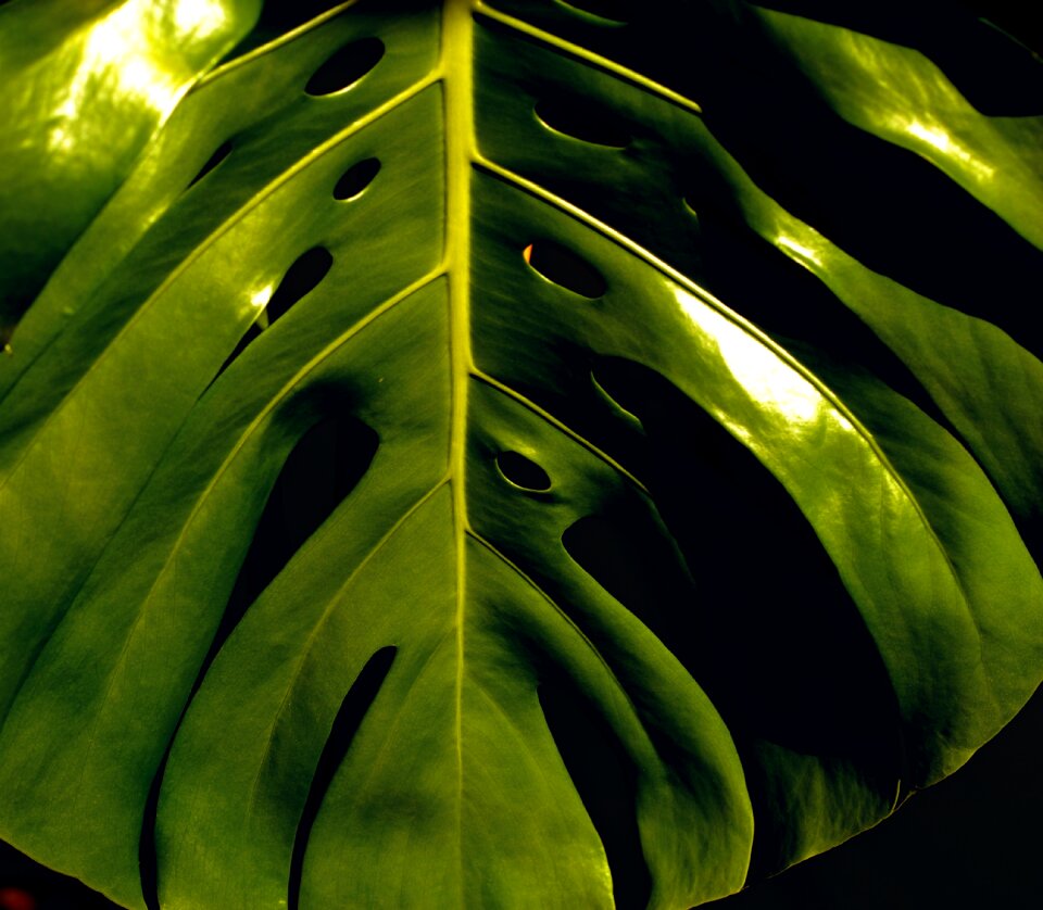 Plant philodendron sheet