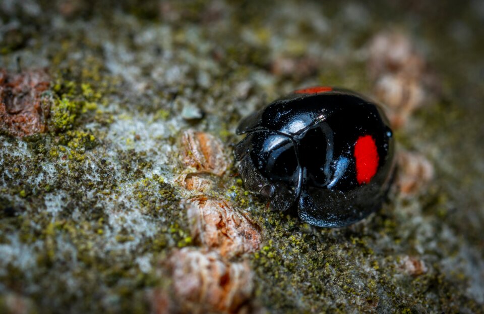Insect animals ladybug