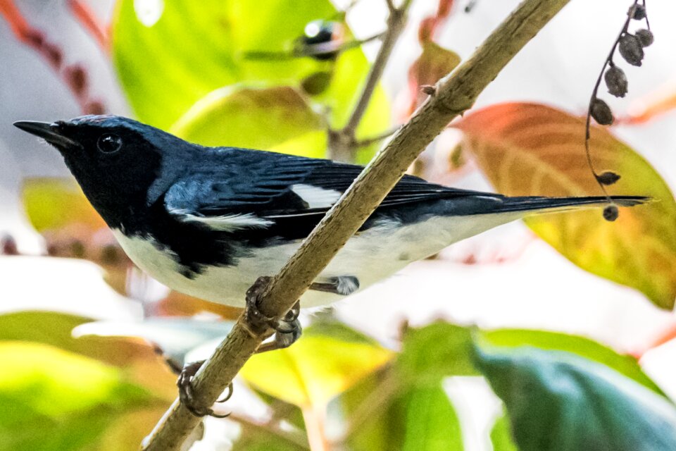 Bijirita azul nature bird