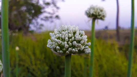 Flora field outdoors